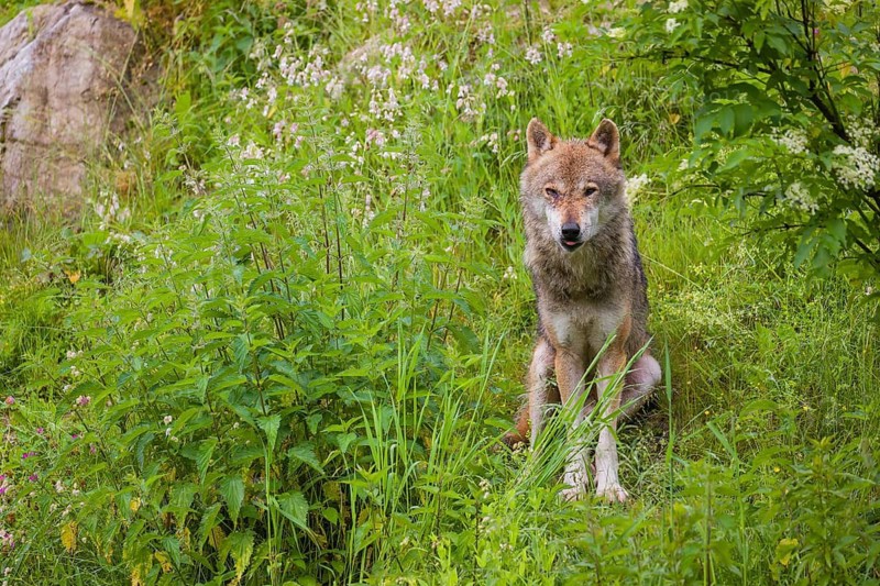 A eurasian gray wolf (Canis lupus lupus) sits on a hill in green vegetation