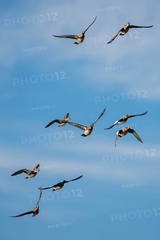 Eurasian Wigeon (Mareca penelope), birds in flight over Marshes at winter time
