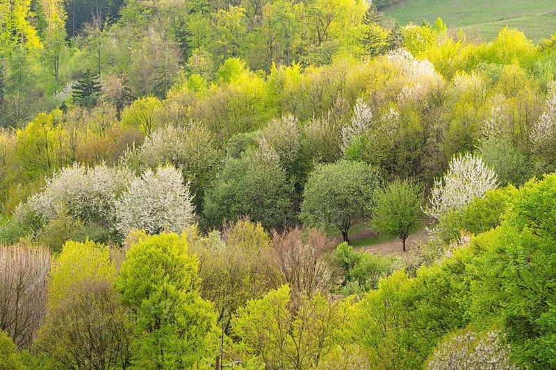 View over the hills with forests and meadows with blooming cherry trees on a sunny day in spring, Horna Suca, Slovakia