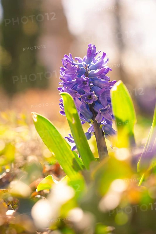Hyacinth in full bloom under bright spring sunshine, Schwetzingen Palace Gardens, Germany