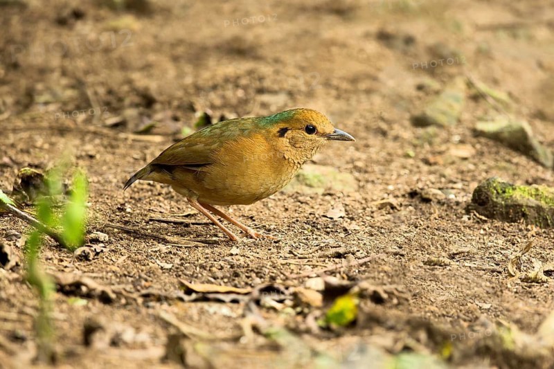 Blue-naped Pitta (Hydrornis nipalensis), Yunnan, China