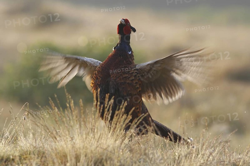 Common Pheasant (Phasianus colchicus) male calling, Texel, Netherlands