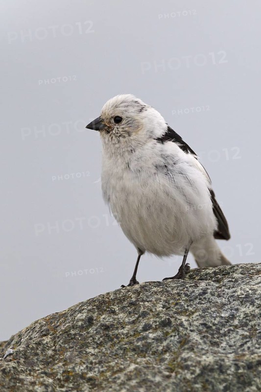 Snow Bunting (Plectrophenax nivalis) male, Iceland