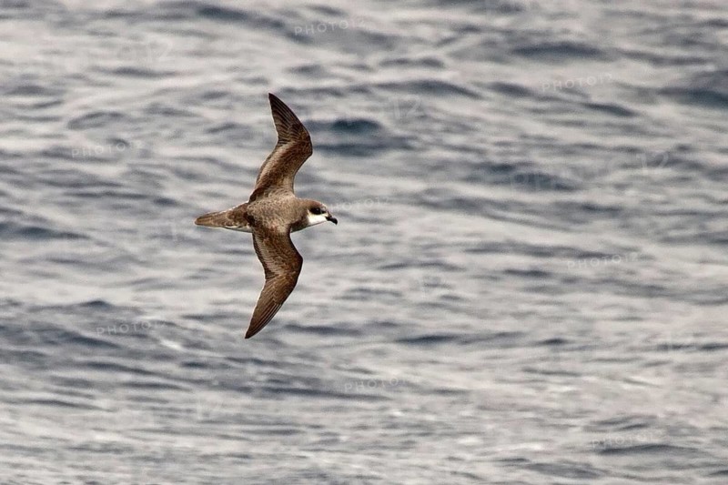 Soft-plumaged Petrel (Pterodroma mollis) flying, South Pacific Ocean, New Zealand