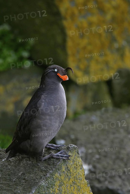 Crested Auklet (Aethia cristatella), Alaska, USA