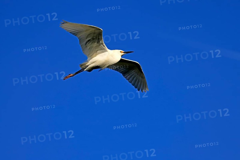 Great Egret (Egretta thula), adult, flying, St. Augustine, Florida, North America, USA
