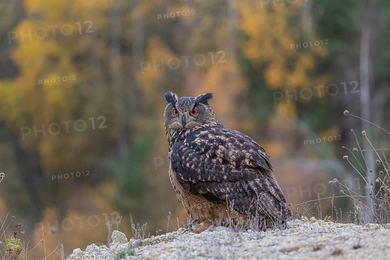 One Eurasian Eagle Owl, Bubo bubo, sitting on a grey rock, a forest in fall foliage in the background