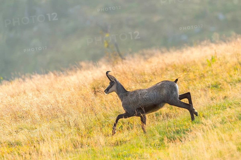 Chamois (Rupicapra rupicapra) on a meadow in the Vosges Mountains, wildlife, France