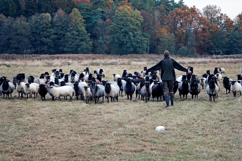 Young shepherd penning sheep (Ovis), Pinnow, Mecklenburg-Western Pomerania, Germany