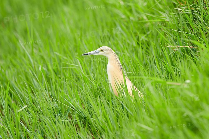 Squacco heron (Ardeola ralloides) in a rice field, hunting, ebro delta, Catalonia, Spain
