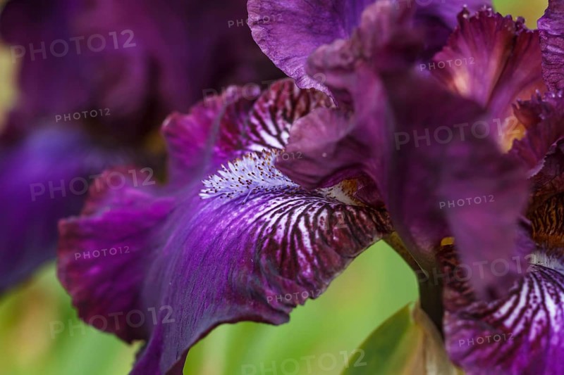 Beautiful multicolored iris flower bloom in the garden. Close up, fragility and summer concept