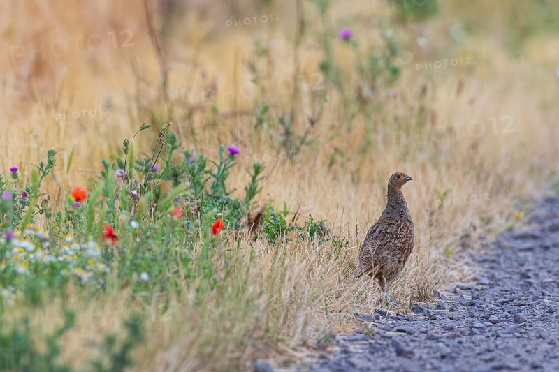 Grey partridge (Perdix perdix) female at the edge of a field path made of gravel stones next to a flowering strip of poppies and camomile at the edge of a field in summer, Hesse, Germany