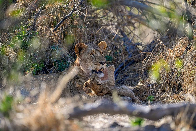 A lioness (Panthera leo) with a young near Atzaró Camp, Okavango Delta, North-West District, Botswana