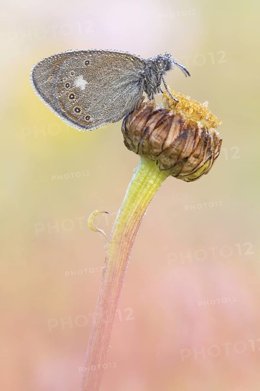 Ein Rotbraunes Wiesenvögelchen (Coenonympha glycerion) auf einer taunassen Wiese