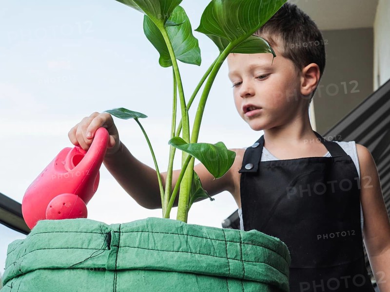 From below boy in a black apron waters a tall green plant using a pink watering can, focusing intently on his task