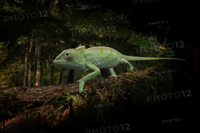 Subspecies of the Parson's chameleon (Calumma parsonii parsonii cristifer) in the rainforests of eastern Madagascar
