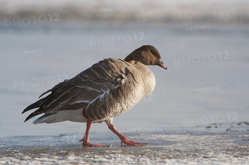 Pink-footed Goose (Anser brachyrhynchus), Schleswig-Holstein, Germany
