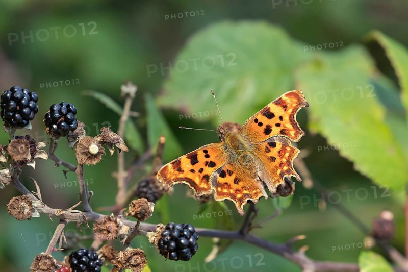 Comma butterfly (Polygonia c-album) adult insect feeding on bramble blackberries fruit in a hedgerow in summer, Suffolk, England, United Kingdom
