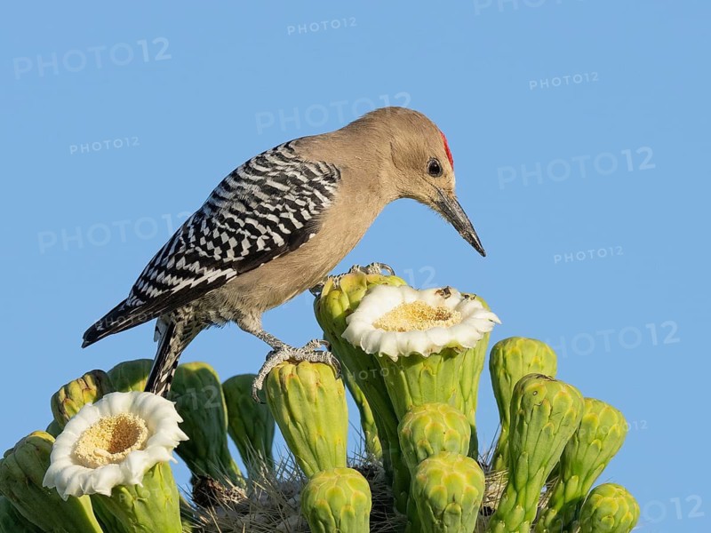 Gila Woodpecker (Melanerpes uropygialis) male drinking nectar from Saguaro cactus (Carnegiea gigantea) flowers, Arizona, USA