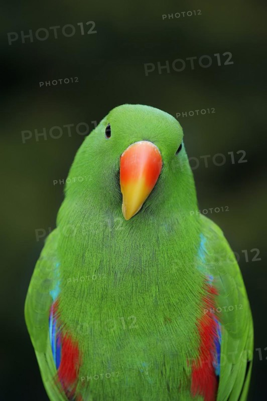 New Guinea noble parrot (Eclectus polychloros, Eclectus roratus polychloros), male, captive, occurring on New Guinea