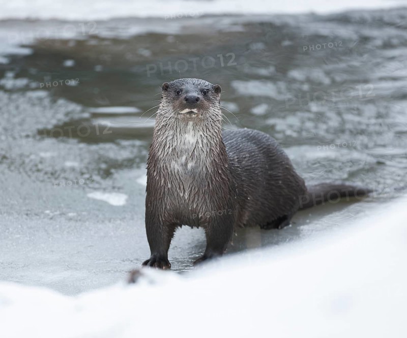 Otter (Lutra lutra) in winter at a partly frozen pond, snow, Germany