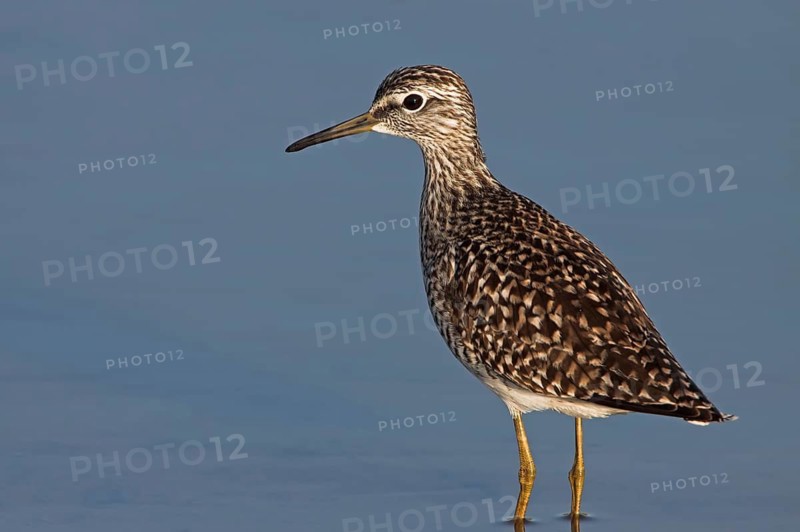 Wood Sandpiper (Tringa glareola), Lesvos, Greece