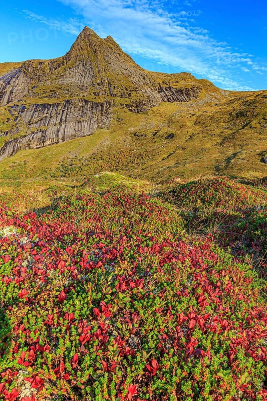 Autumn coloured tundra in front of steep mountains, morning light, autumn, Moskenesoya, Lofoten, Norway