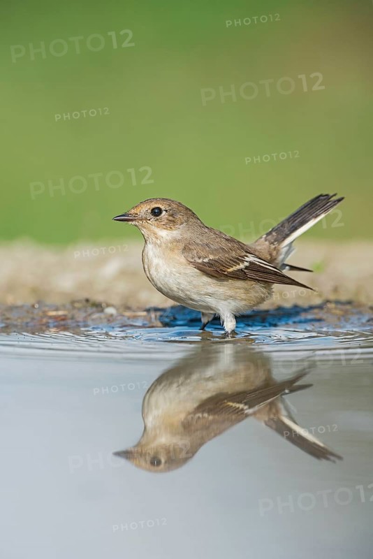 European Pied Flycatcher (Ficedula hypoleuca) standing in a waterhole, Aosta Valley, Italy