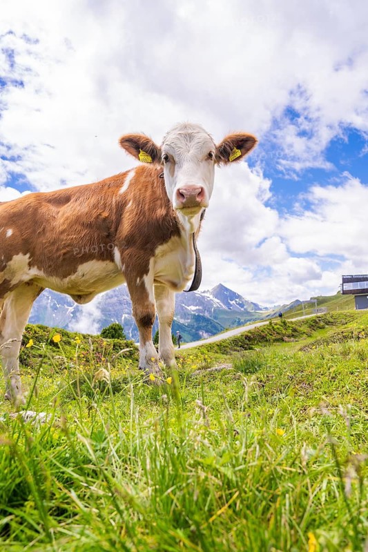 A cow stands on a green meadow in front of an impressive mountain landscape and a white-blue sky, Penken, Zillertal, Austria