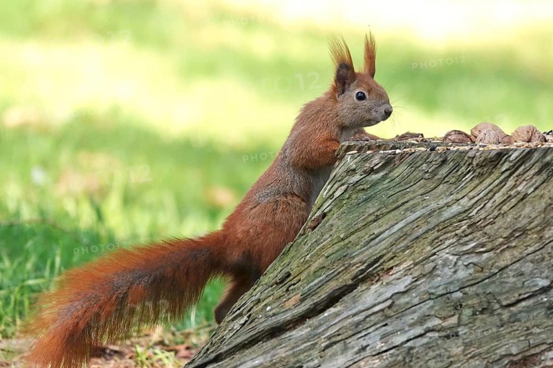 Squirrel, winter, Germany