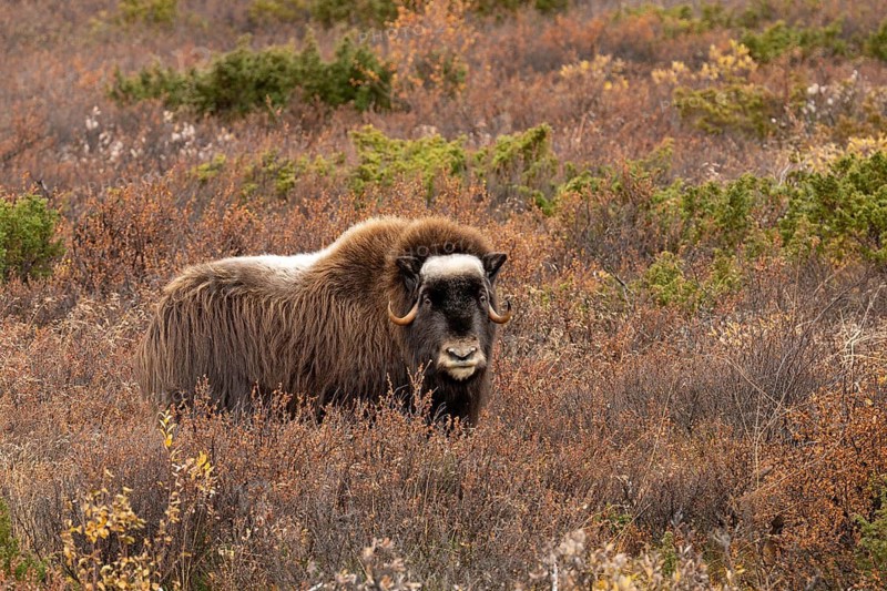 Musk ox (Ovibos moschatus) standing in the tundra in autumn, Dovrefjell-Sunndalsfjella National Park, Norway