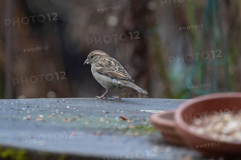 Sparrow (Passeridae) foraging from a flower bowl, Bavaria, Germany