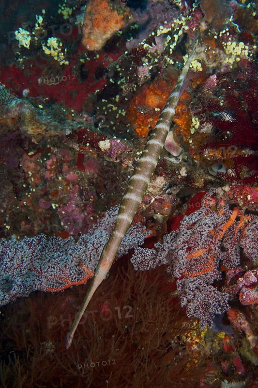 Long fish, Chinese trumpetfish (Aulostomus chinensis), passing over a living reef, dive site USAT Liberty, Tulamben, Bali, Indonesia