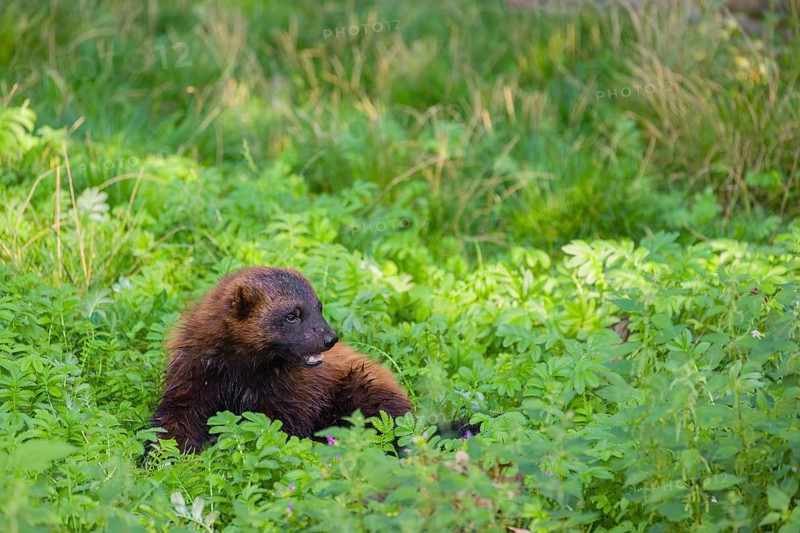 A wolverine (Gulo gulo) rests on a green meadow at a forest edge
