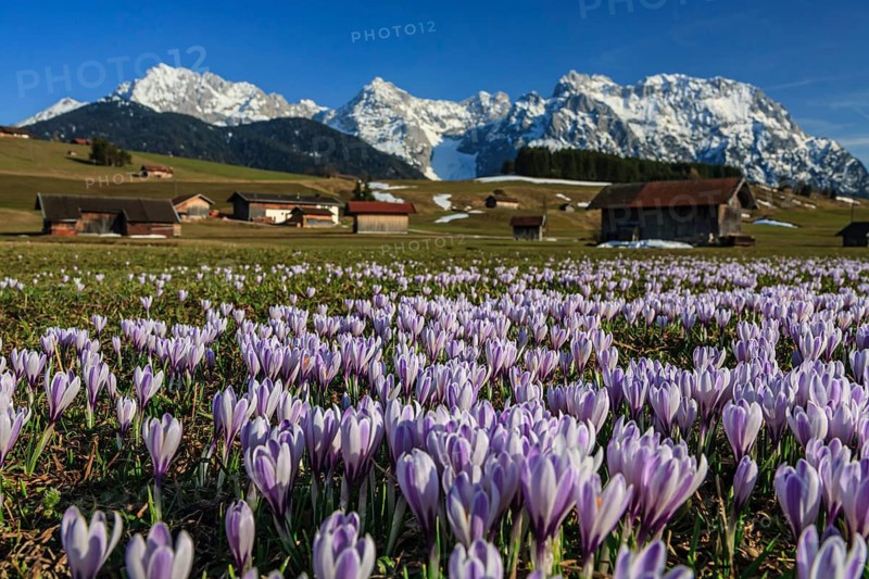 Wild crocuses, purple, mountain flowers, hummocky meadows, Karwendel mountains, near Mittenwald, Bavaria, Germany