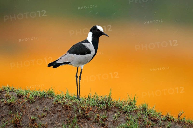 Blacksmith lapwing or blacksmith plover, Vanellus armatus, bird in green grass, Moremi, Okavango delta, Botswana. Wildlife scene from nature. Grey white lapwing with red black bill