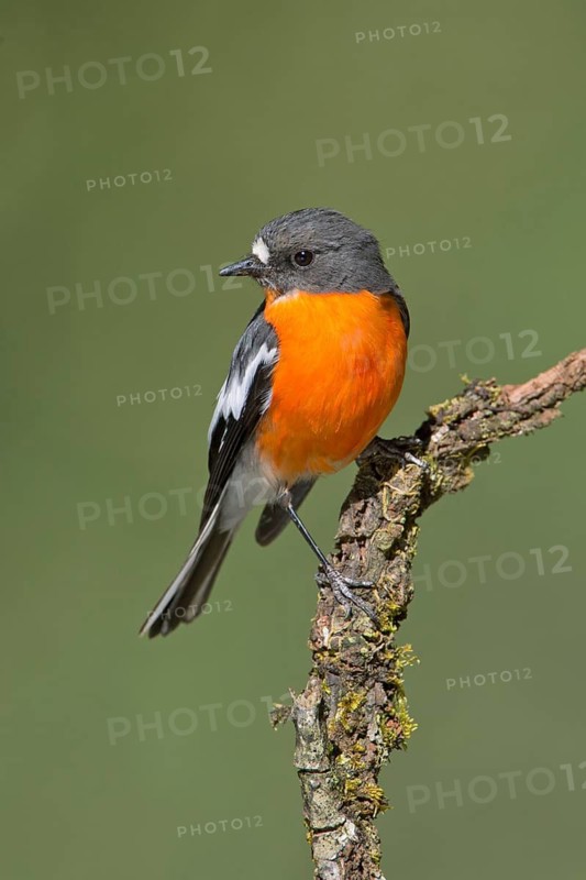 Flame Robin (Petroica phoenicea) male, Victoria, Australia
