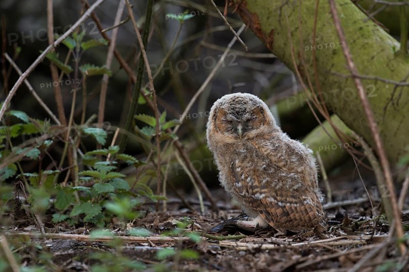 Tawny Owl (Strix aluco) juvenile perched on the ground, North Rhine-Westphalia, Germany