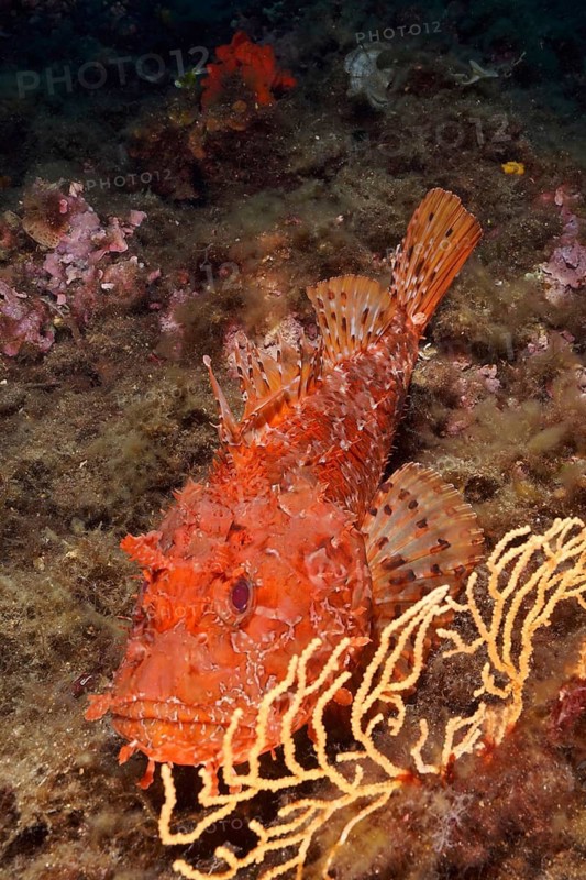 A red scorpionfish (Scorpaena scrofa), sea sow, resting on the seabed next to corals, dive site Giens Peninsula, Mediterranean Sea, Porquerolles, Provence, Côte d'Azur, France