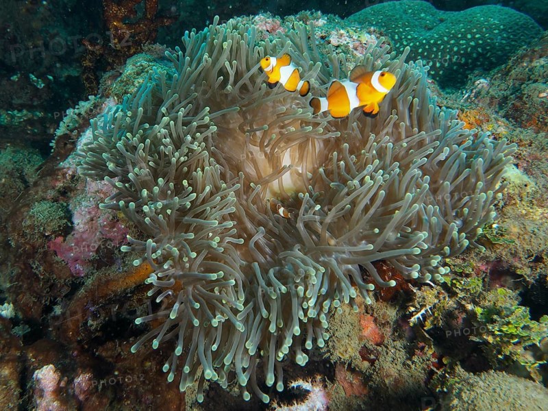 A clownfish swims close to a giant anemone (Stichodactyla gigantea) on the reef, at the Spice Reef dive site, Penyapangan, Bali, Indonesia