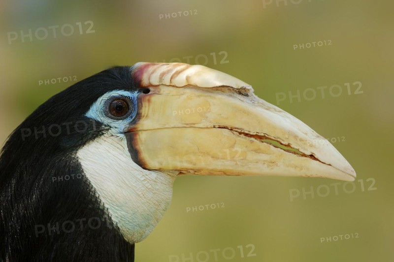 Papua hornbill (Rhyticeros plicatus, Aceros plicatus), portrait, female, captive, occurring in South Asia