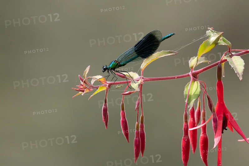 Banded demoiselle damselfly (Calopteryx splendens) adult male insect resting on a garden red fuchsia flower in summer, England, United Kingdom