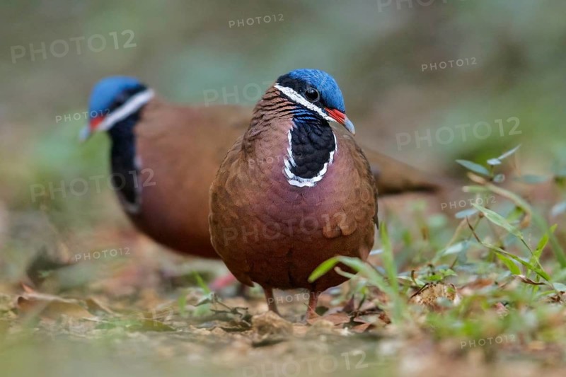 Blue-headed Quail-dove (Starnoenas cyanocephala) perched on the ground in Cuba