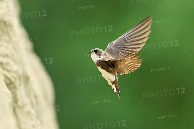 Sand martin (Riparia riparia), approaching the breeding tube, Reussegg nature reserve, Canton Aargau, Switzerland