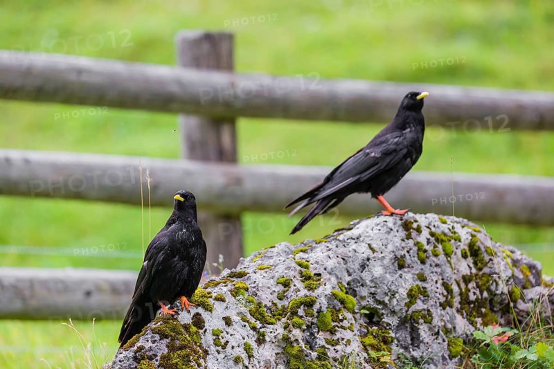 Two Alpine chough or yellow-billed chough (Pyrrhocorax graculus) stand on a rock in the Eng valley, Tyrol, Austria