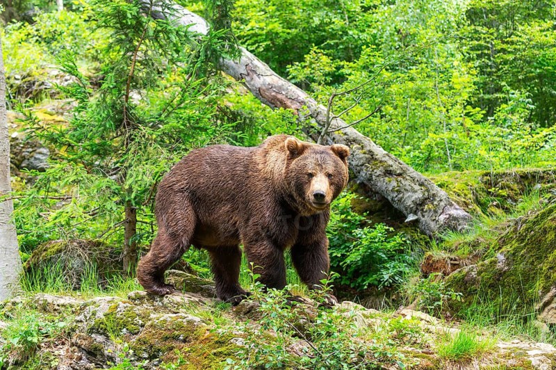 Eurasian brown bear (Ursus arctos arctos) walking on a rock, Bavarian Forest, Bavaria, Germany
