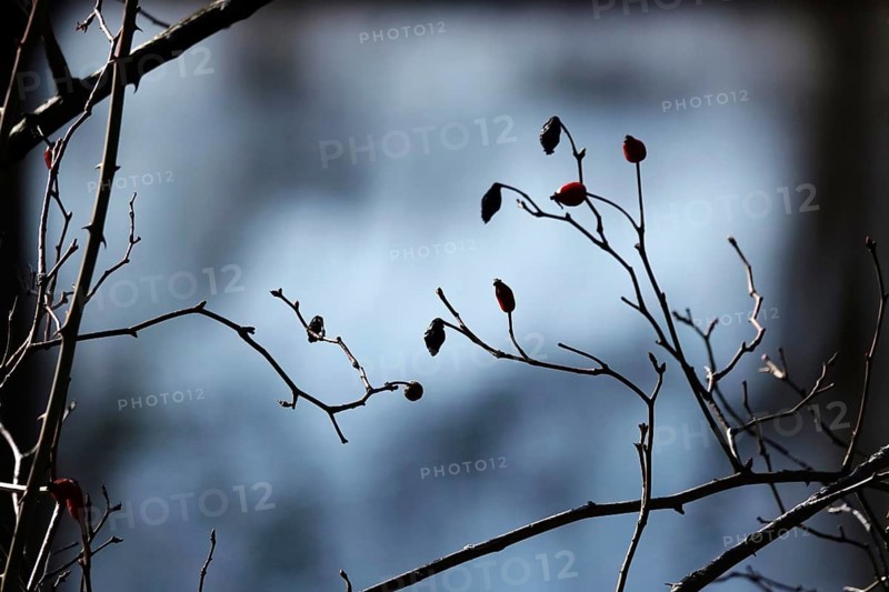 Rosehips, Winter, Germany
