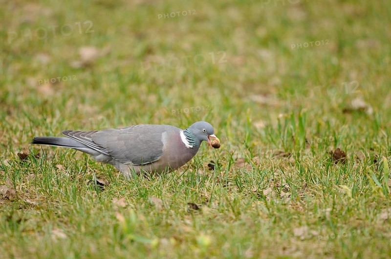 Pigeon pecking something from the ground in the grass, covered with autumn leaves, showing natural behaviour, wood pigeon (Columba palumbus), Bavaria