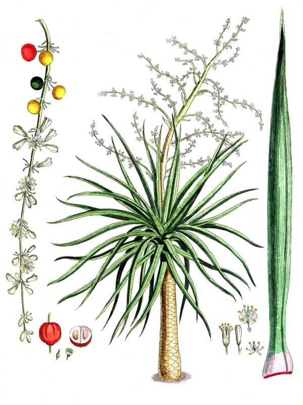 Dracaena draco, Canary Islands dragon tree, digital reproduction of a historical original, between 1790 and 1810