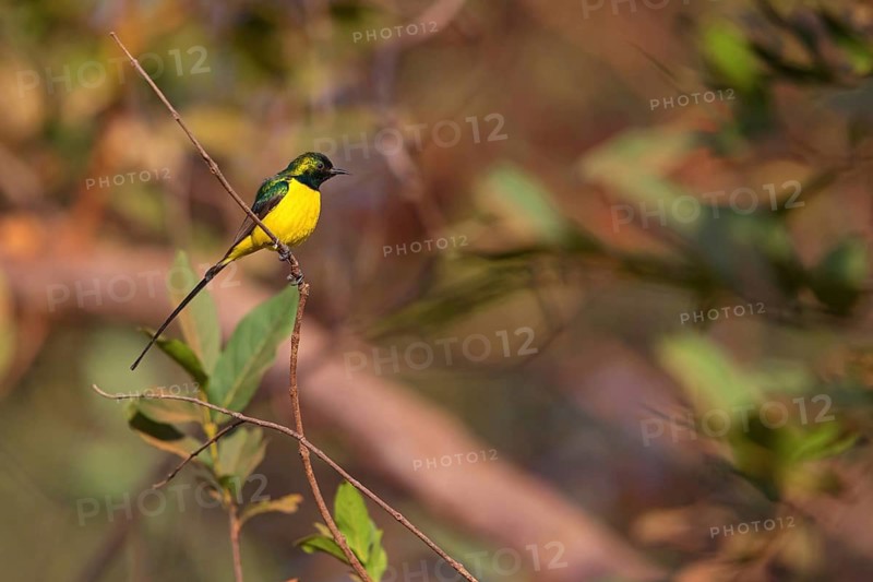 Green-breasted Sunbird, Green-throated Sunbird, Hedydipna platura, Anthodiaeta platura, (Anthreptes platurus), Pygmy Sunbird, Suimanga pigmeo, Tendaba camp / Kwinella area, Kwinella, South Bank, Gambia